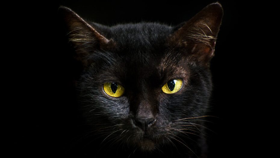 Can Cats See in the Dark? Cat Night Vision Facts Purina
